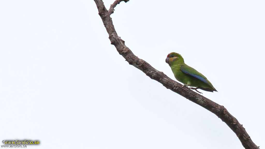 Double-eyed Fig Parrot