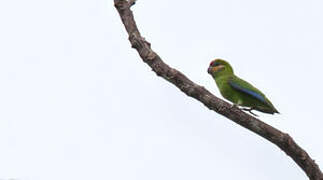 Double-eyed Fig Parrot