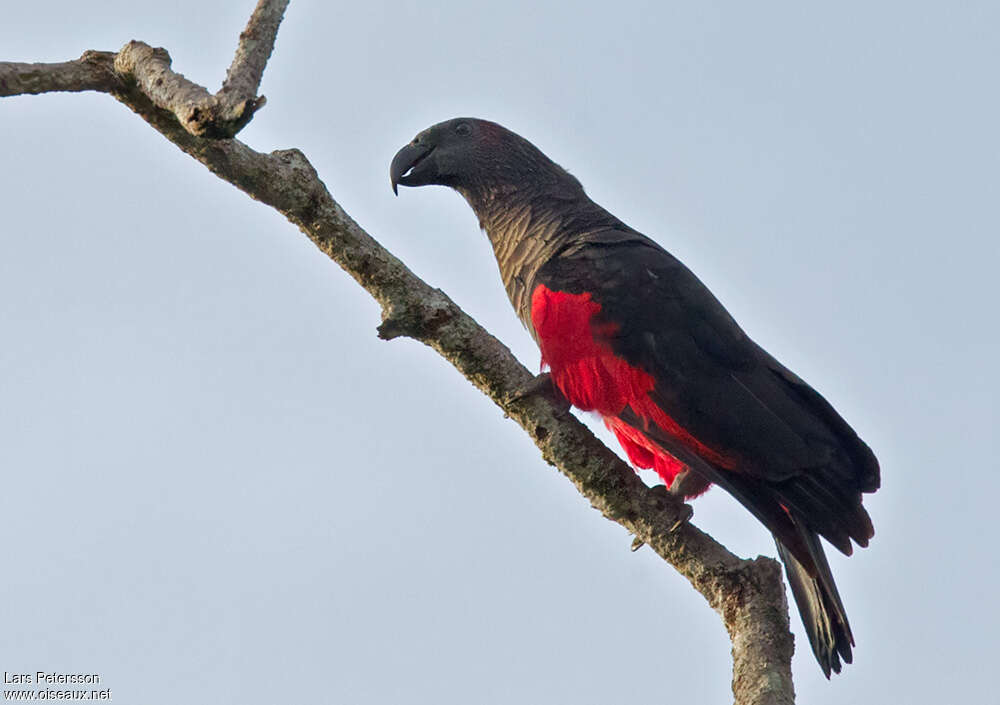 Pesquet's Parrotadult, identification