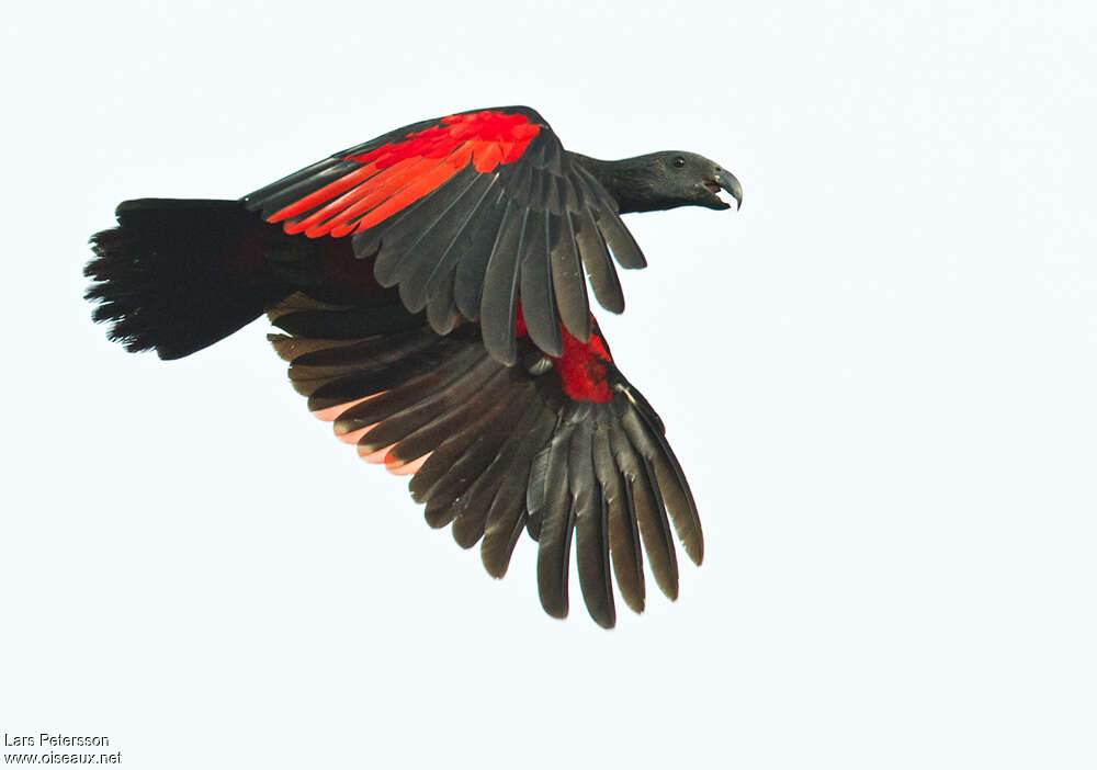 Pesquet's Parrotadult, identification