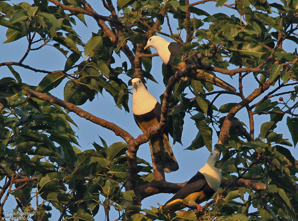 Banded Fruit Dove