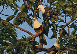 Banded Fruit Dove