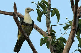 Banded Fruit Dove