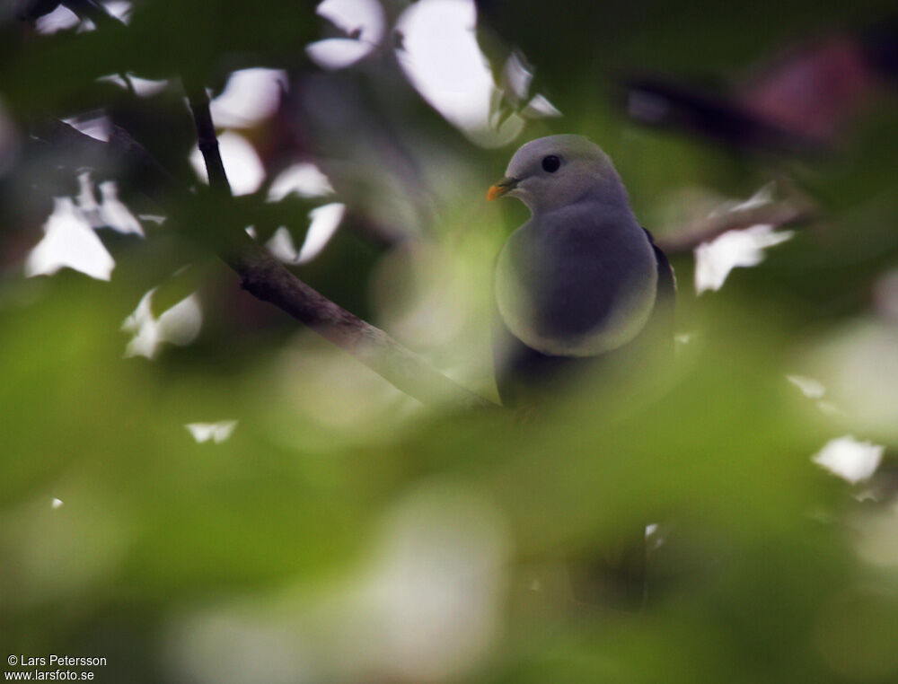 Banded Fruit Dove