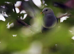 Banded Fruit Dove