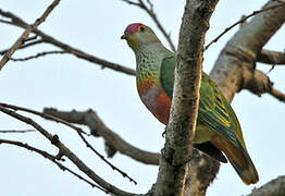 Rose-crowned Fruit Dove