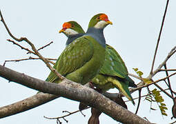 Orange-fronted Fruit Dove