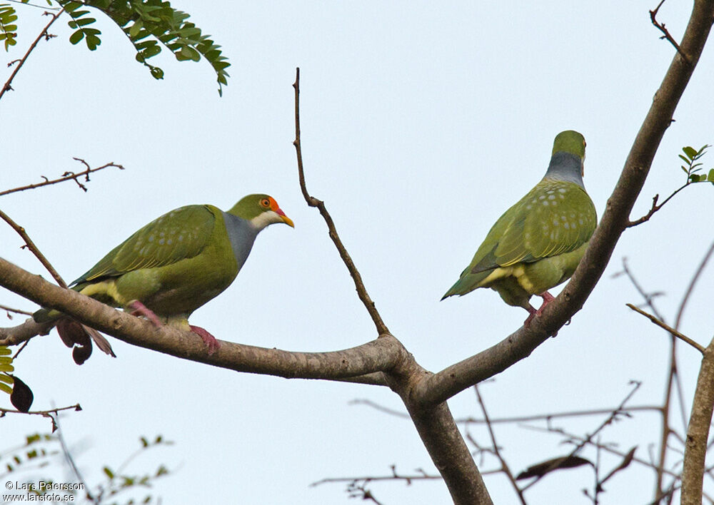 Orange-fronted Fruit Dove