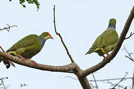 Orange-fronted Fruit Dove