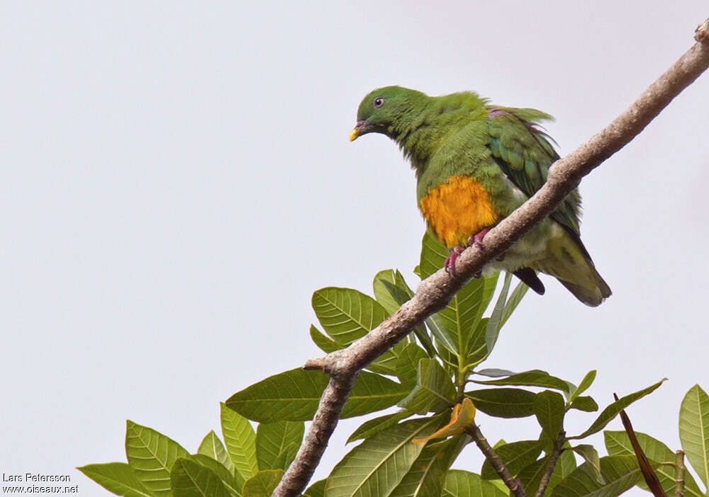 Orange-bellied Fruit Doveadult