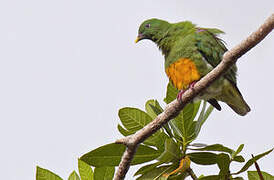 Orange-bellied Fruit Dove