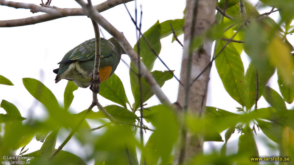 Orange-bellied Fruit Dove