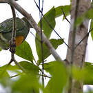 Ptilope à ventre orange