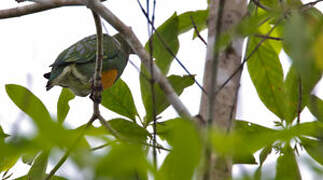 Orange-bellied Fruit Dove