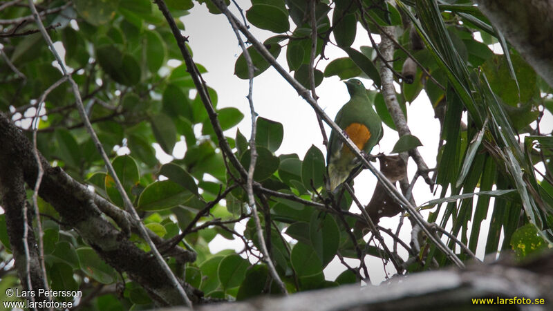 Orange-bellied Fruit Dove