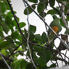 Ptilope à ventre orange
