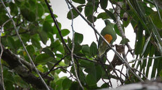 Orange-bellied Fruit Dove