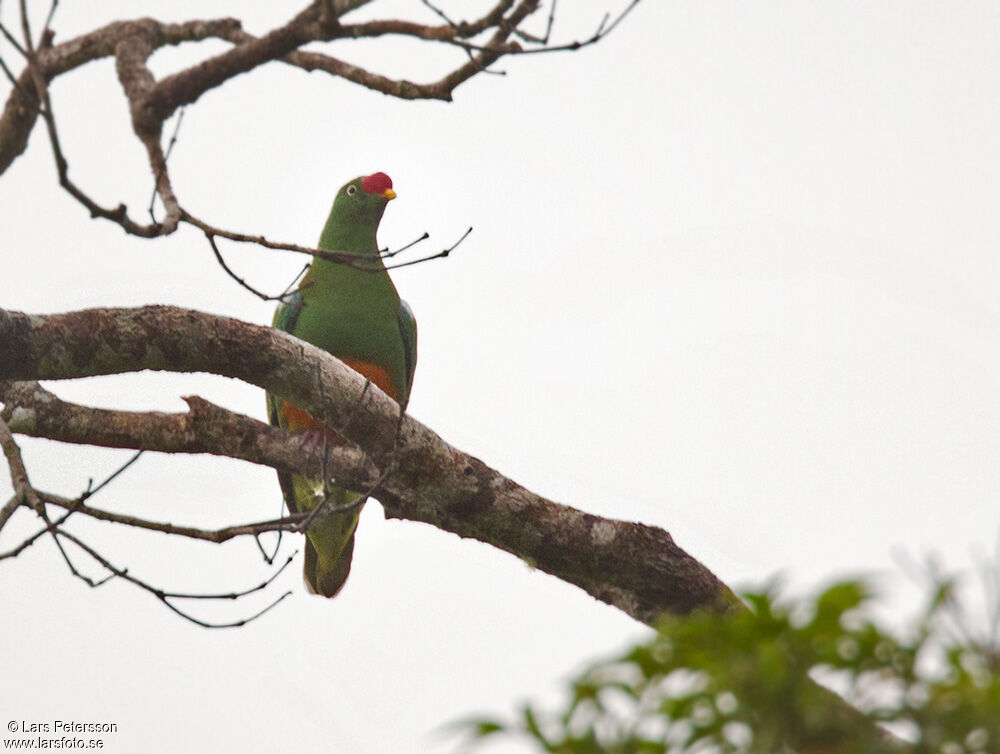 Knob-billed Fruit Dove