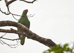 Knob-billed Fruit Dove