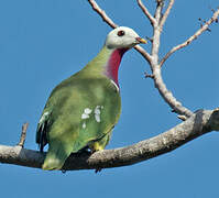 White-headed Fruit Dove