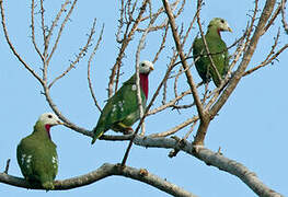 White-headed Fruit Dove