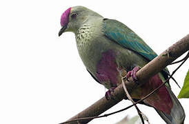 Red-bellied Fruit Dove