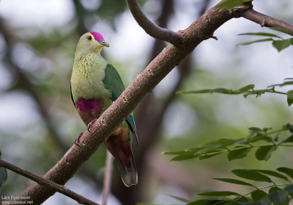 Red-bellied Fruit Doveadult