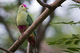 Red-bellied Fruit Dove