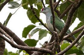 Many-colored Fruit Dove