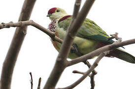 Many-colored Fruit Dove