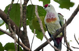 Many-colored Fruit Dove