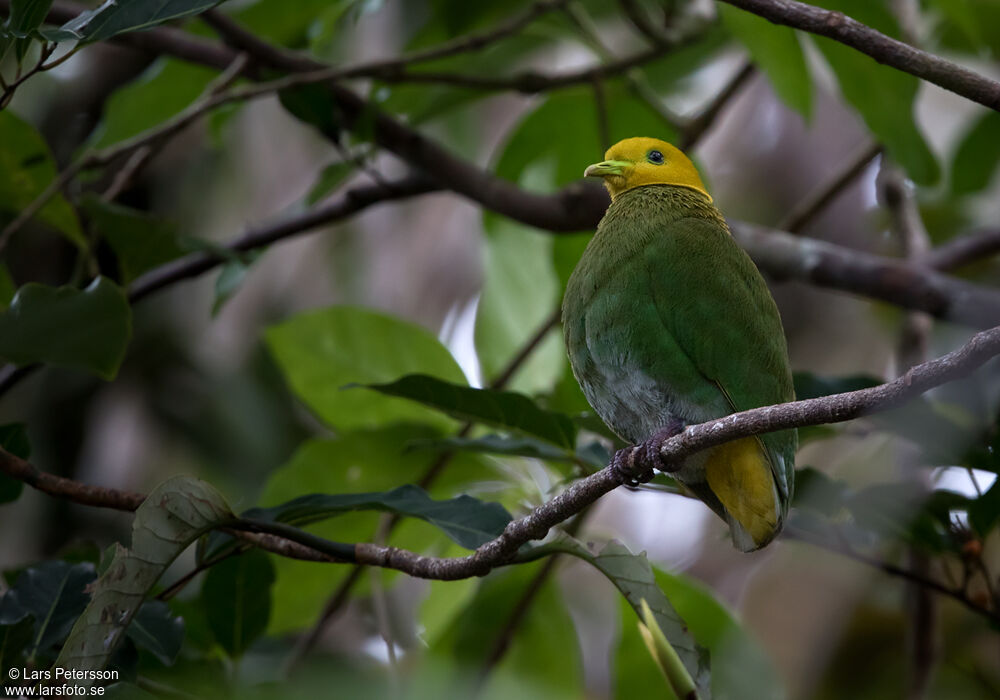 Whistling Fruit Dove male adult