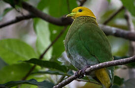 Whistling Fruit Dove