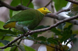 Whistling Fruit Dove