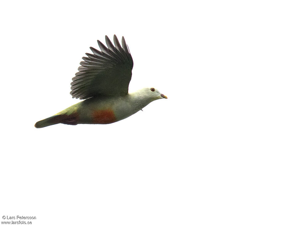 Silver-capped Fruit Dove