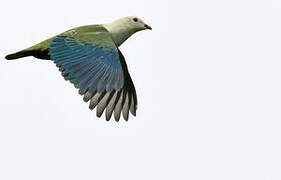 Silver-capped Fruit Dove