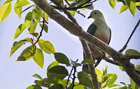 Silver-capped Fruit Dove