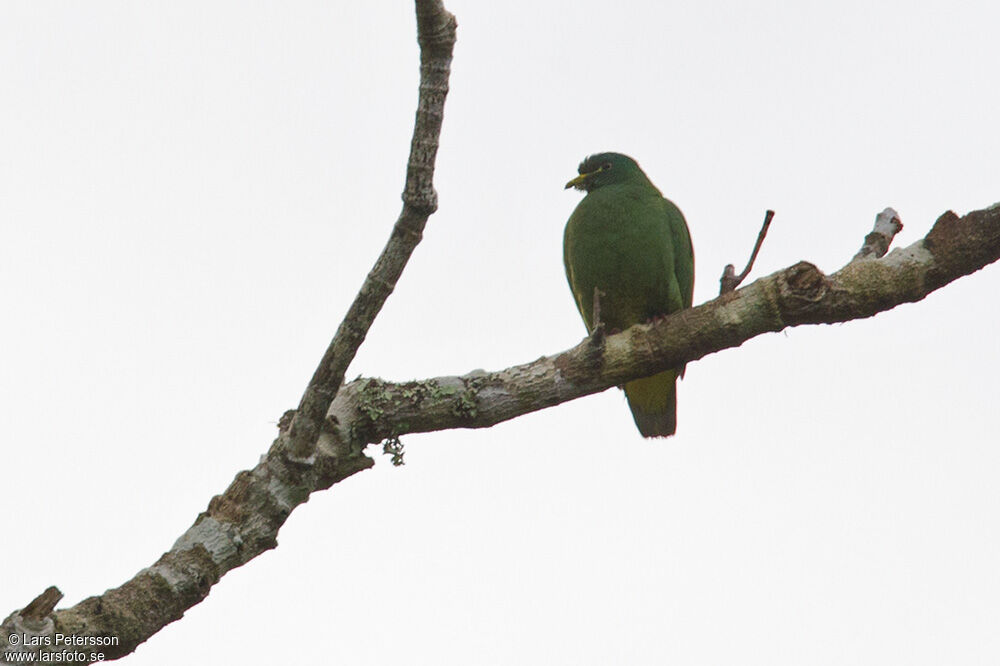 White-bibbed Fruit Dove