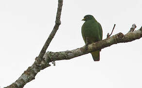 White-bibbed Fruit Dove