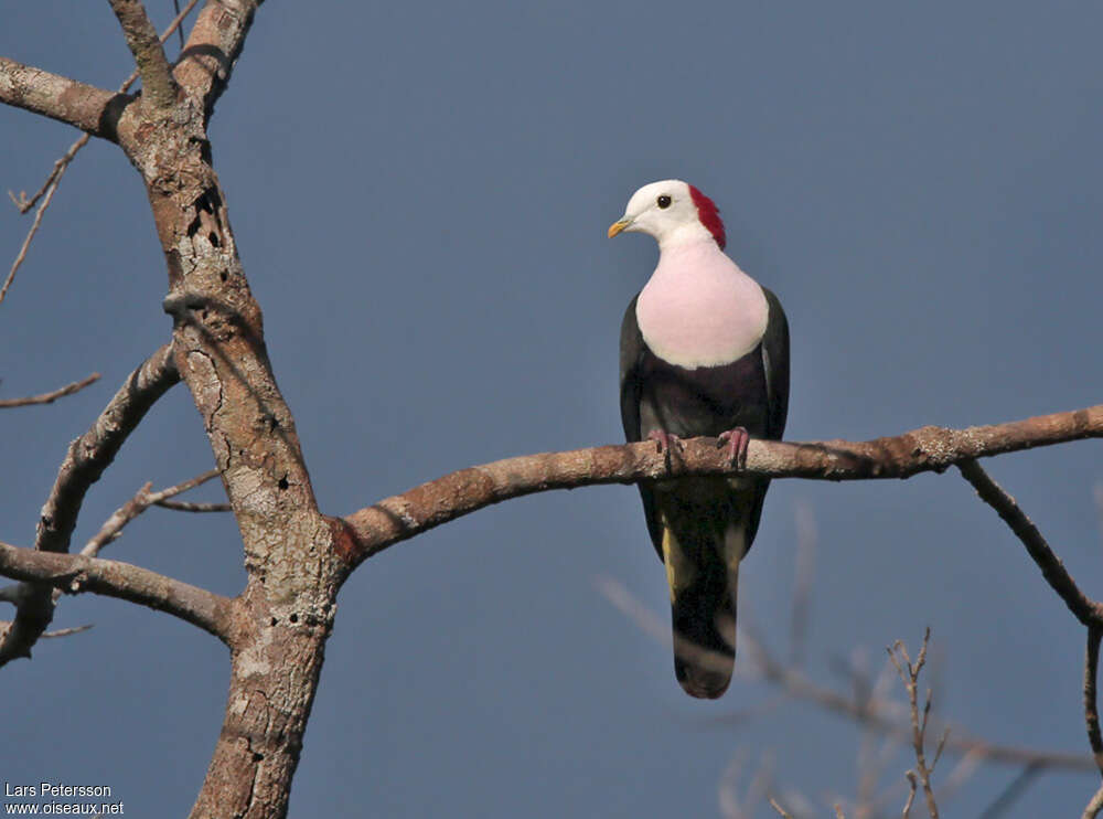 Red-naped Fruit Doveadult