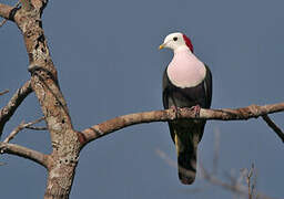 Red-naped Fruit Dove