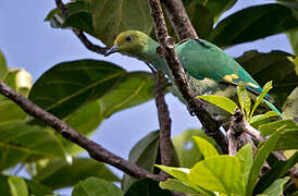 Tanna Fruit Dove