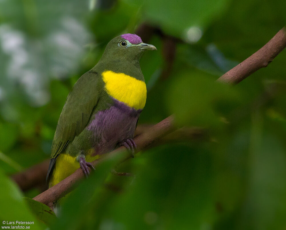 Yellow-bibbed Fruit Dove