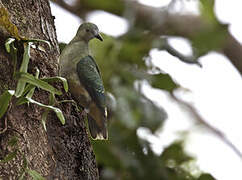 Yellow-bibbed Fruit Dove