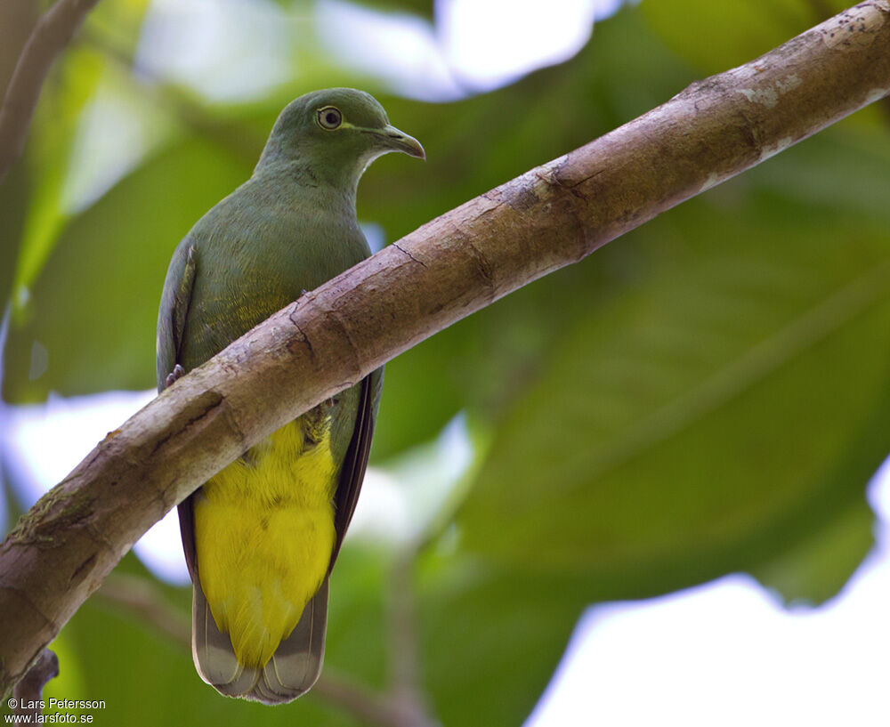 Yellow-bibbed Fruit Dove