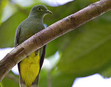 Yellow-bibbed Fruit Dove