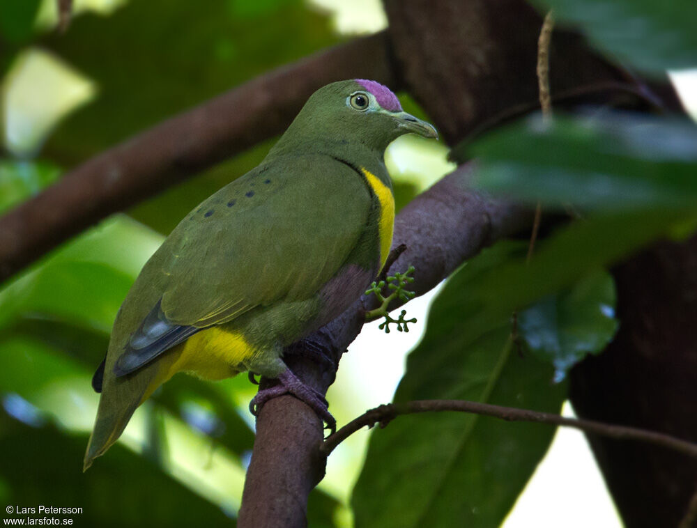 Yellow-bibbed Fruit Dove