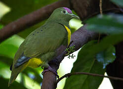 Yellow-bibbed Fruit Dove