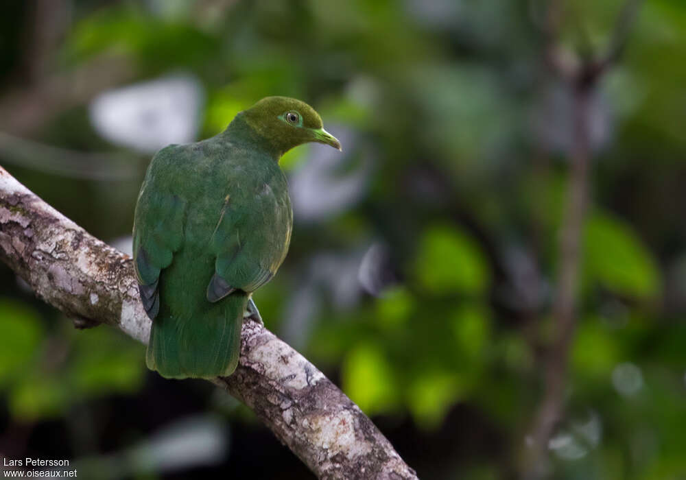 Golden Fruit Dove male adult, identification