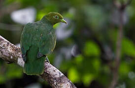 Golden Fruit Dove